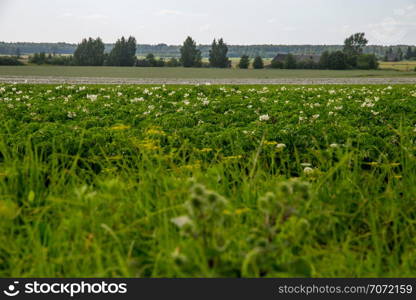 Potatoes plants with white flowers growing on farmers field. Landscape with flowering potatoes. Summer landscape with green field, wood and blue sky. Classic rural landscape in Latvia.