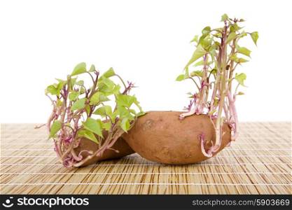 Potatoes sprouting at the kitchen table