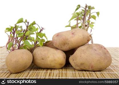 Potatoes sprouting at the kitchen table