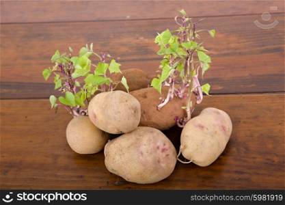 Potatoes sprouting in the kitchen table
