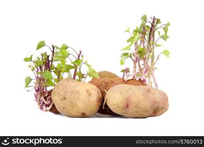Potatoes sprouting isolated on white