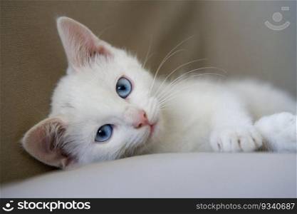 Potrait of a cute white kitten with blue eyes close up looking into camera