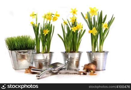Pots of daffodils with garden tools on white background