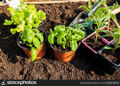 pots of young vegetable plants for transplanting in the garden in spring.. pots of young vegetable plants for transplanting in the garden in spring