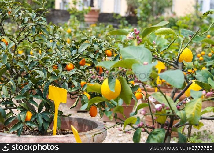 Pots with citrus in a greenhouse