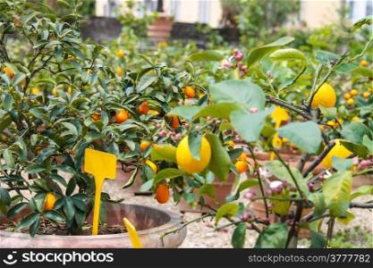 Pots with citrus in a greenhouse