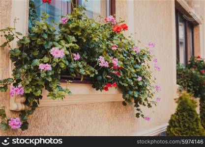 Pots with pelargonium plants on a windowsill. Before beige building facade planted arborvitae.. Pots with pelargonium