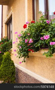 Pots with pelargonium plants on a windowsill. Before beige building facade planted arborvitae.. Pots with pelargonium