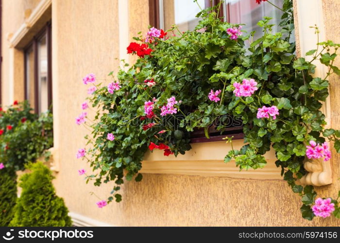 Pots with pelargonium plants on a windowsill. Before beige building facade planted arborvitae.. Pots with pelargonium