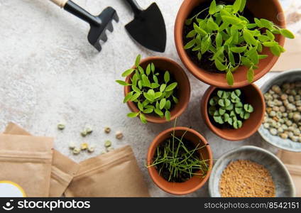 Pots with seedlings, seeds and sowing equipment on the table. Healthy food.