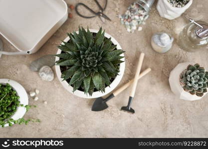 Potted Aloe Aristata house plant in white ceramic pot on a table indoors.. Potted Aloe Aristata house plant in white ceramic pot on a table indoors