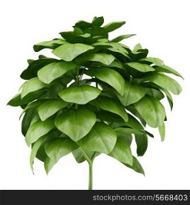 potted basil plant isolated on white background