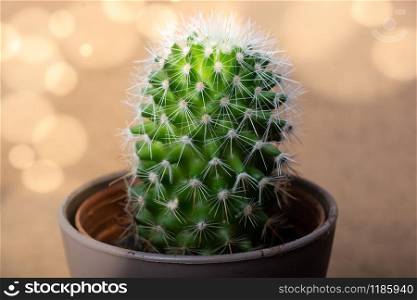 Potted cactus house plant in small plastic pot