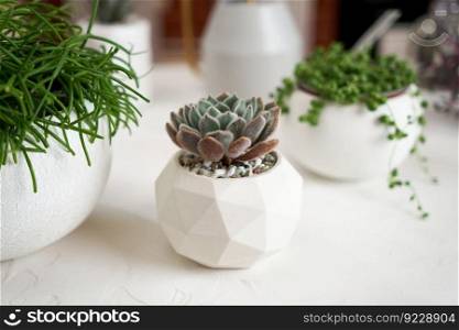 Potted Echeveria succulent house plant in white ceramic pot and other succulent plants on a table indoors.. Potted Echeveria succulent house plant in white ceramic pot and other succulent plants on a table indoors