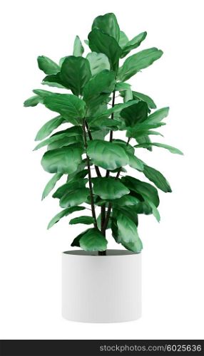 potted ficus plant isolated on white background