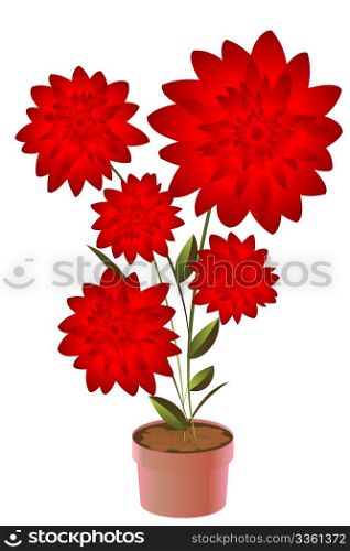 Potted flower, isolated object over white