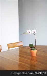 Potted flower on table