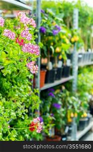 Potted flowers on shelves in garden shop greenhouse plants