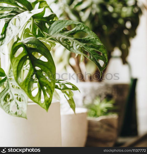 Potted green plants on window. Home decor and gardening concept. Urban Living and styling with indoor plants.