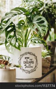 Potted green plants on window. Home decor and gardening concept. Urban Living and styling with indoor plants.