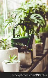 Potted green plants on window. Home decor and gardening concept. Urban Living and styling with indoor plants.