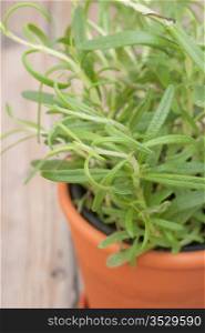 Potted Herb - Rosemary on Wooden Table - Shallow Depth of Field
