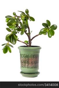 Potted home plant Crassula (jade) isolated on white. This plant is known to be a great wealth luck feng-shui symbol (or dollar tree)