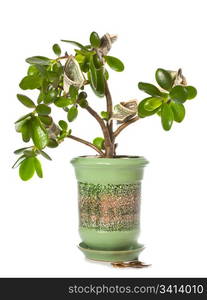 Potted home plant Crassula with dollar bills in flower form isolated on white. This plant is known to be a great wealth luck feng-shui symbol (or dollar tree)