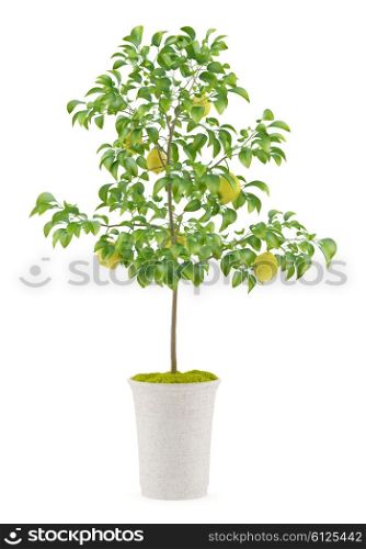 potted lemon tree isolated on white background