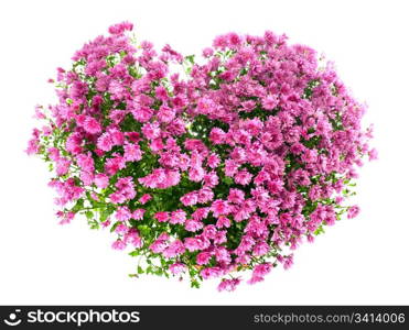 Potted magenta chrysanthemums bush in heart shape (with dew, isolated on white background)