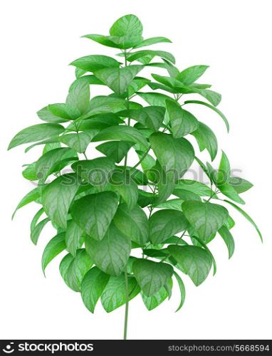 potted mint plant isolated on white background