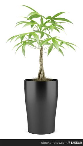 potted money tree isolated on white background