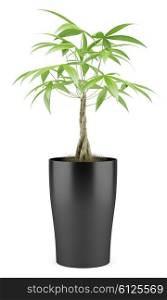 potted money tree isolated on white background