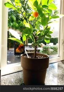 Potted orange plant near a window in a home, healthy fruit close-up. Potted orange plant near a window in a home, healthy fruit