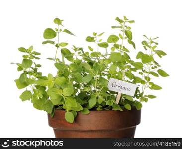Potted Oregano herb with a sign