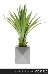potted palm tree isolated on white background
