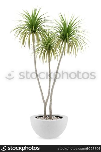 potted palm tree isolated on white background