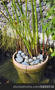 potted plant in a basin of the bamboo plantation of Anduze in the French department of Gard