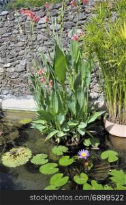 potted plant in a basin of the bamboo plantation of Anduze in the French department of Gard