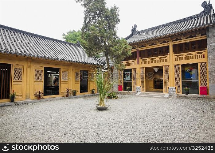 Potted plant in a courtyard, Shaolin Monastery, Henan Province, China