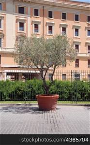 Potted plant in courtyard, Rome