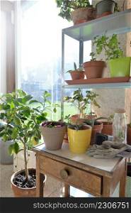 potted plant on little table and gardening equipment in a glasshouse
