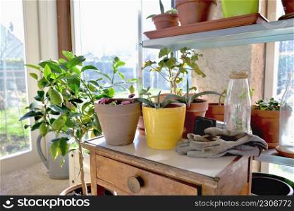 potted plant on little table and gardening equipment in a glasshouse