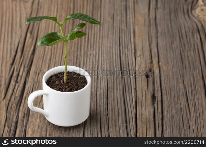 potted plant wooden background