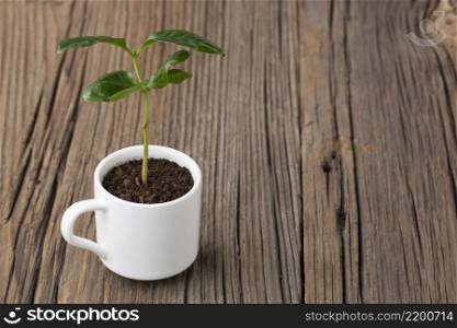 potted plant wooden background