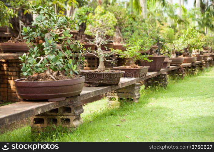 Potted plants and garden decorations in the park.