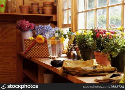 Potted plants in a green house