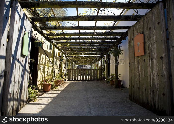 Potted plants in a greenhouse