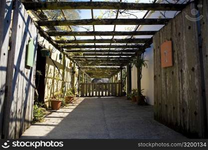 Potted plants in a greenhouse