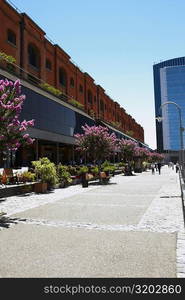 Potted plants in front of a building, Puerto Madero, Dock 4, Buenos Aires, Argentina